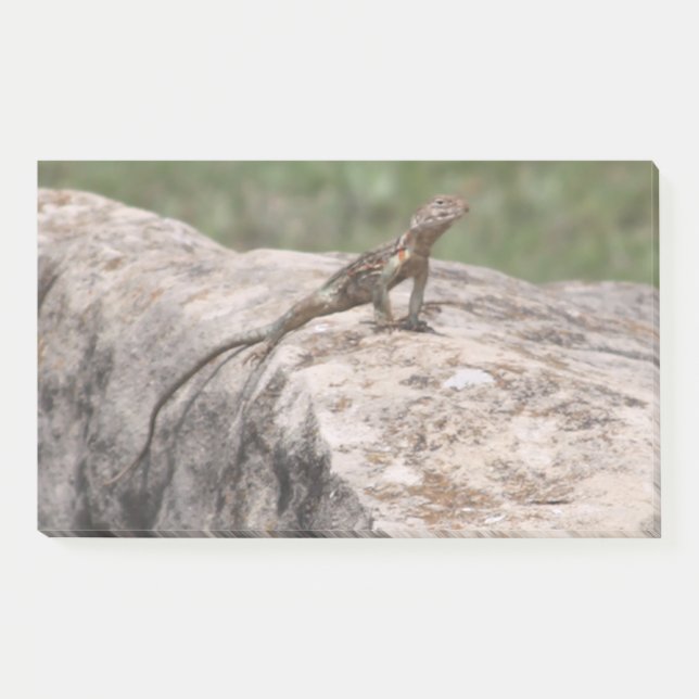 Lizard Post-it Klebezettel (Vorderseite)