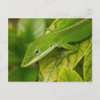Lizard Postcard 01 Postkarte