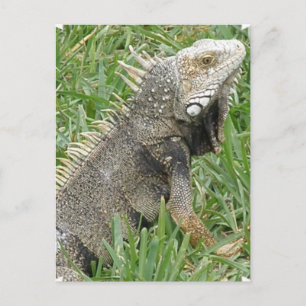 Lizard Postcard Postkarte