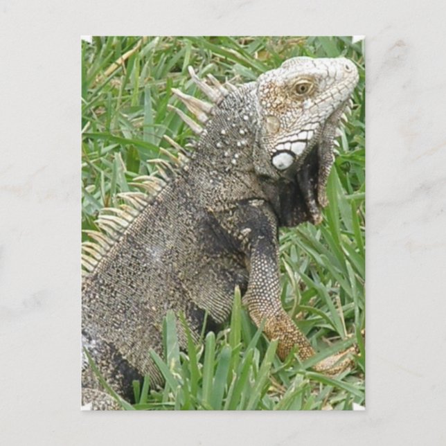 Lizard Postcard Postkarte (Vorderseite)
