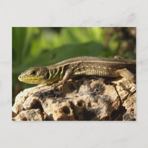 Lizard Postcard Postkarte