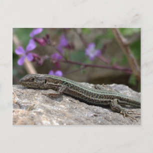 Lizard Postcard Postkarte