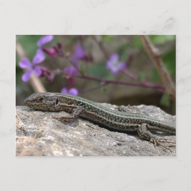 Lizard Postcard Postkarte (Vorderseite)