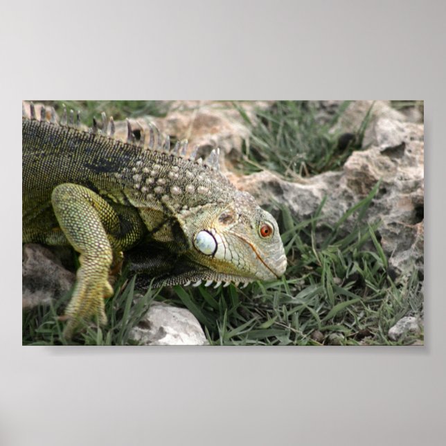 Lizard Poster (Vorne)