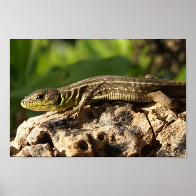 Lizard Poster (Vorne)