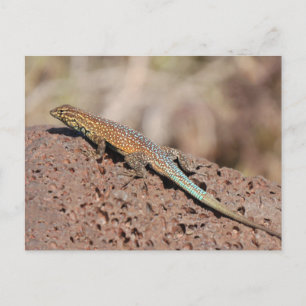 Lizard Postkarte