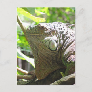 Lizard Postkarte