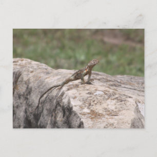 Lizard Postkarte