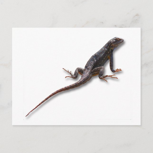 LIZARD POSTKARTE (Vorderseite)