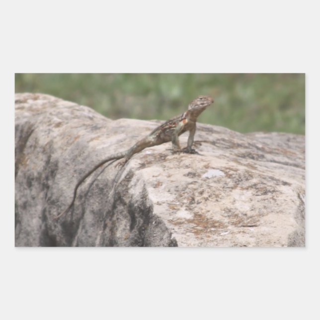 Lizard Rechteckiger Aufkleber (Vorderseite)