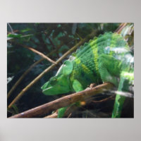Lizard, Reptil, Chameleon, Naturele-Poster
