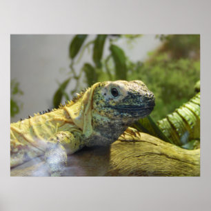 Lizard, Reptile, Iguana Naturewall Poster