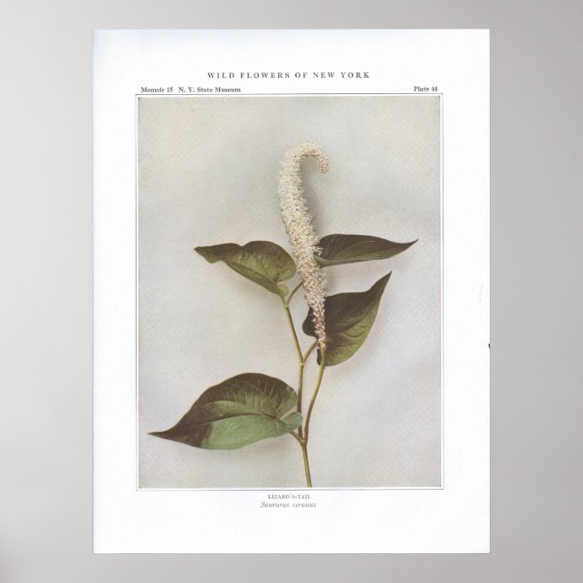 Lizard-Schwanz - Saururus cernuus Poster (Vorne)