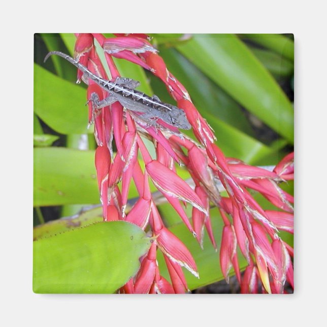 Lizard und Beauty Magnet (Vorne)