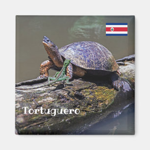 Lizard und Fluss Turtle in Tortuguero - Costa Rica Magnet