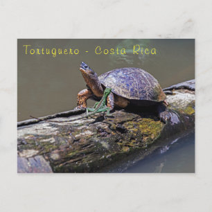 Lizard und Fluss Turtle in Tortuguero - Costa Rica Postkarte