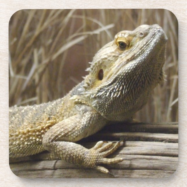 Lizard Untersetzer (Vorderseite)