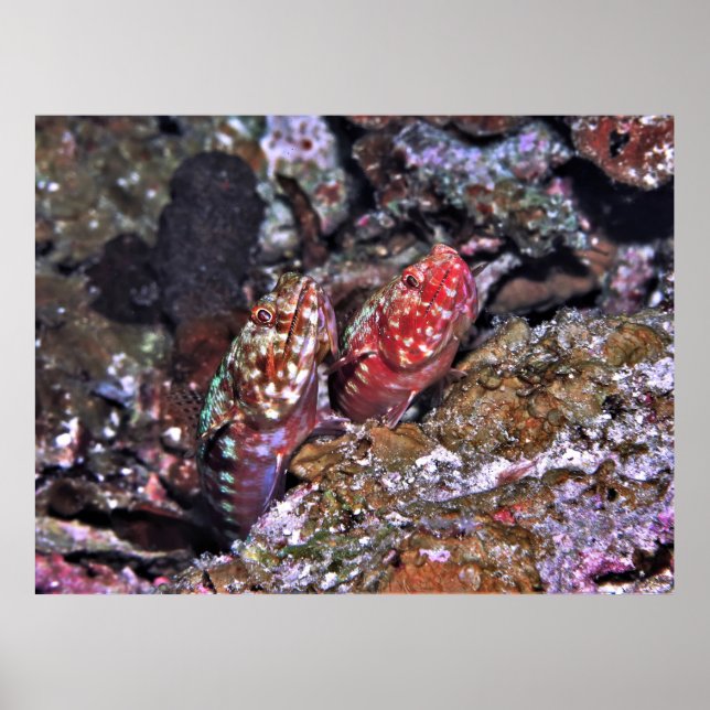 Lizardfish Pair Poster (Vorne)