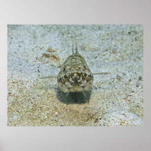 Lizardfish Stare-down Poster