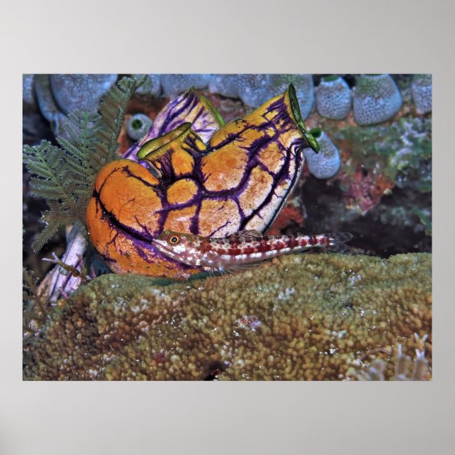 Lizardfish und Tunicate Poster (Vorne)