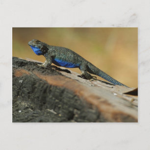 Lizards Blue Bly Scales Postkarte
