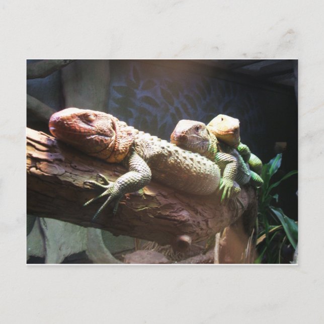 Lizards Lounging Postcard Postkarte (Vorderseite)