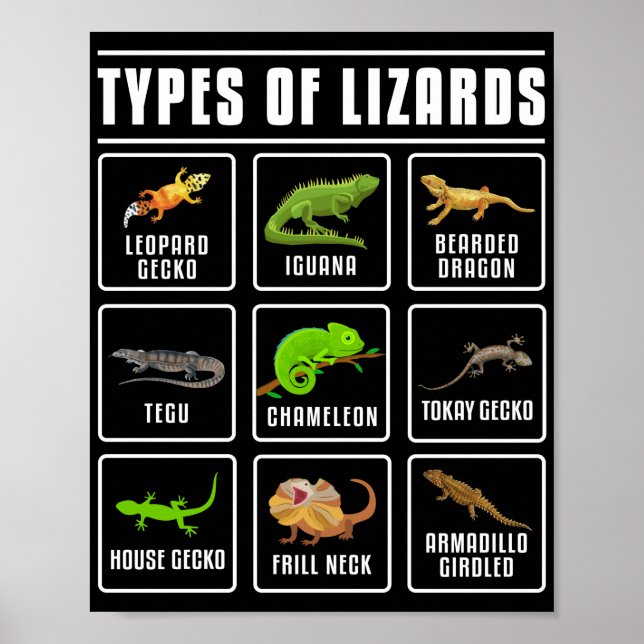 Lizards Reptilien Poster (Vorne)