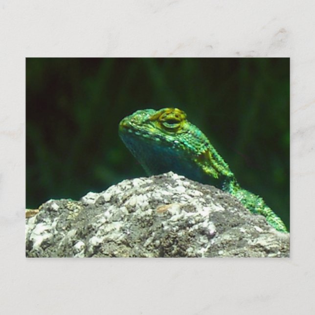 Lizz Postkarte (Vorderseite)