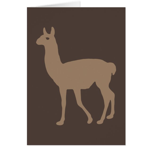 Llama (Vorne)