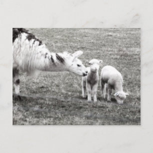 Llama and Lambs (Begriffsklärung) Postkarte