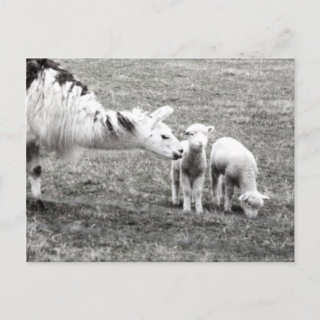 Llama and Lambs Postkarte (Vorderseite)