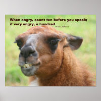 Llama Anger Zitat Inspiration