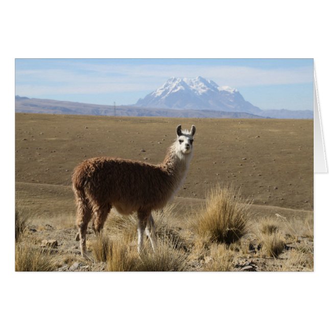Llama at Illimani Snow Mountain Bolivien Note Card (Vorderseite (Horizontal))