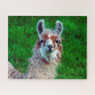 Llama auf einem Bauernhof, Jigsaw Puzzle