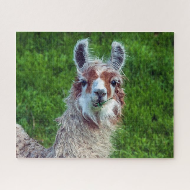 Llama auf einem Bauernhof, Jigsaw Puzzle (Horizontal)