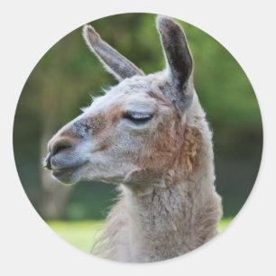 Llama-Aufkleber Runder Aufkleber