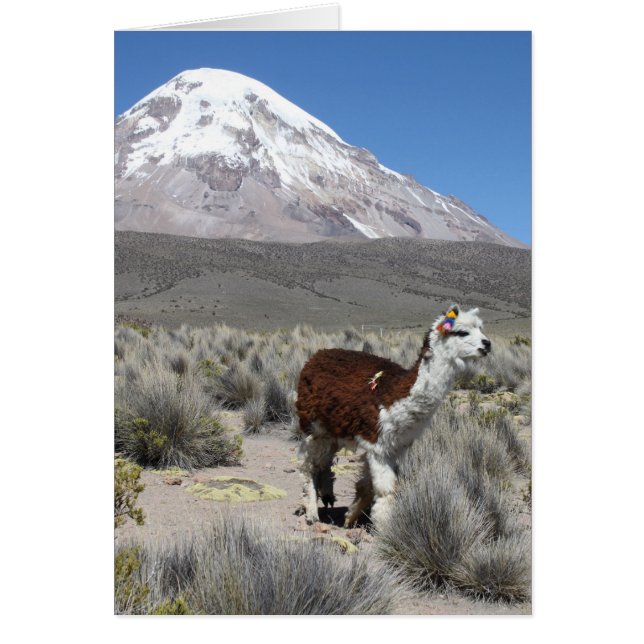 Llama by Snow Sajama Mountain, Bolivien Note Card (Vorne)