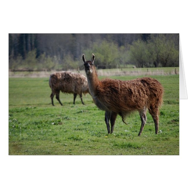 Llama Country Card (Vorderseite (Horizontal))
