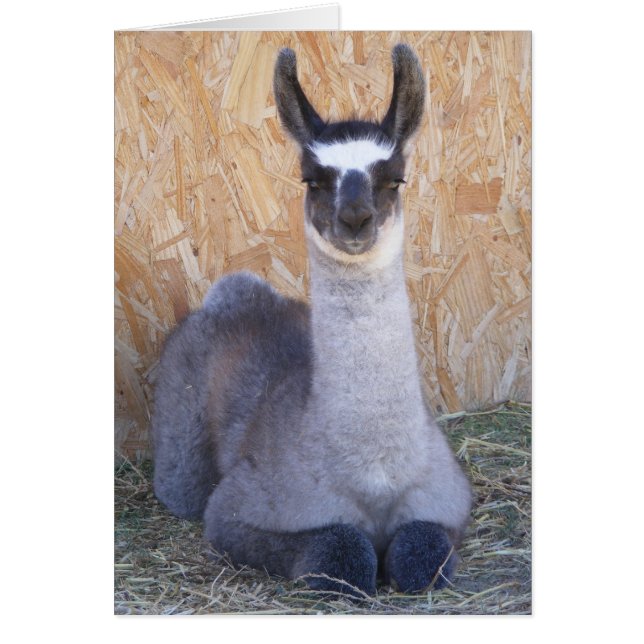 Llama Cria - leer (Vorne)