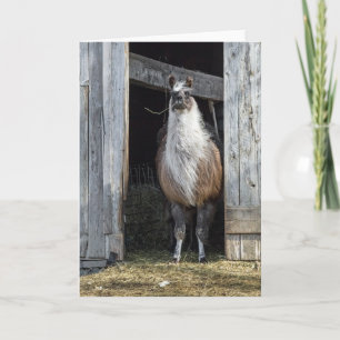 Llama, den Tag grüßen Karte