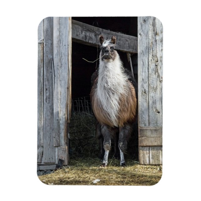 Llama, den Tag grüßen Magnet (Vertikal)