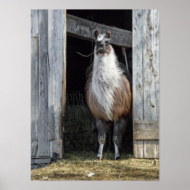Llama, den Tag grüßen Poster (Vorne)