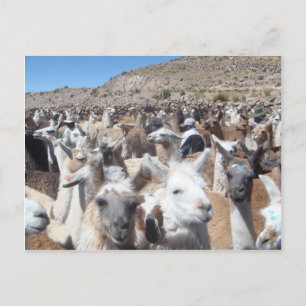Llama Disco Postkarte