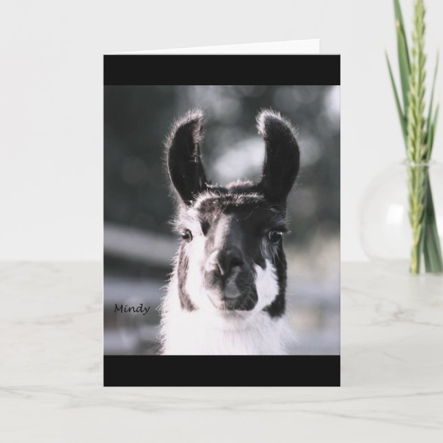 Llama Ears Karte (Vorderseite)