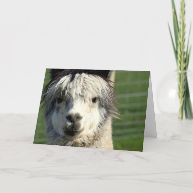 Llama Face Grußkarte Karte (Vorderseite)