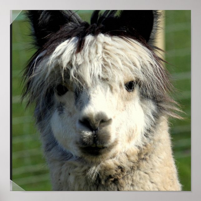 Llama Face Poster (Vorne)