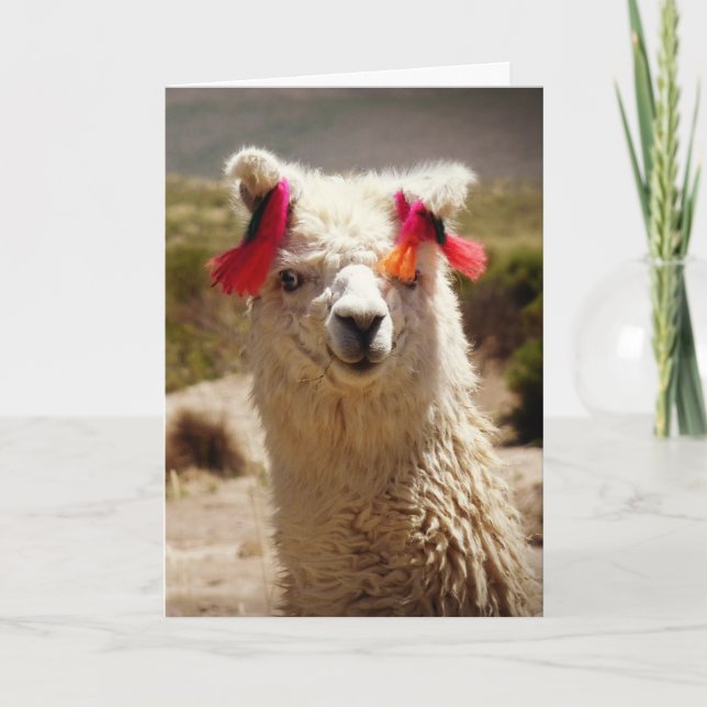 Llama, Geburtstag Karte (Vorderseite)