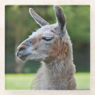 Llama-Glasuntersetzer Glasuntersetzer