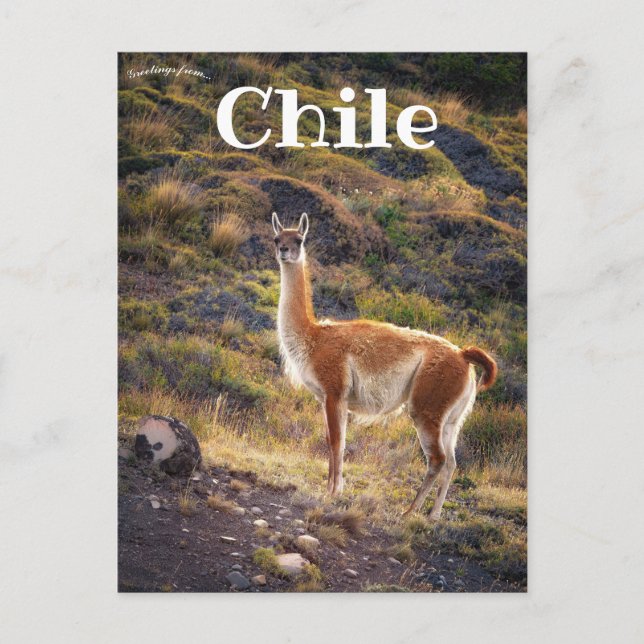 Llama im Chile Postkarte (Vorderseite)