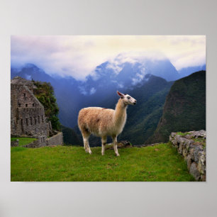 Llama in Machu Picchu, Peru Poster